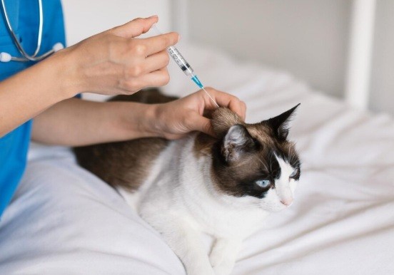 Imunização preventiva protege pets de doenças fatais