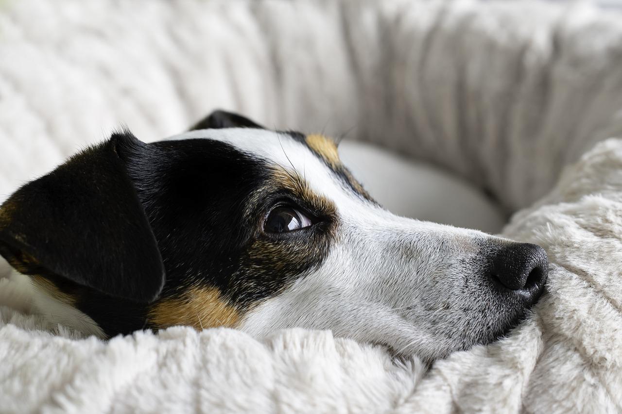 Inverno é sinônimo de frio e baixa umidade do ar para os pets
