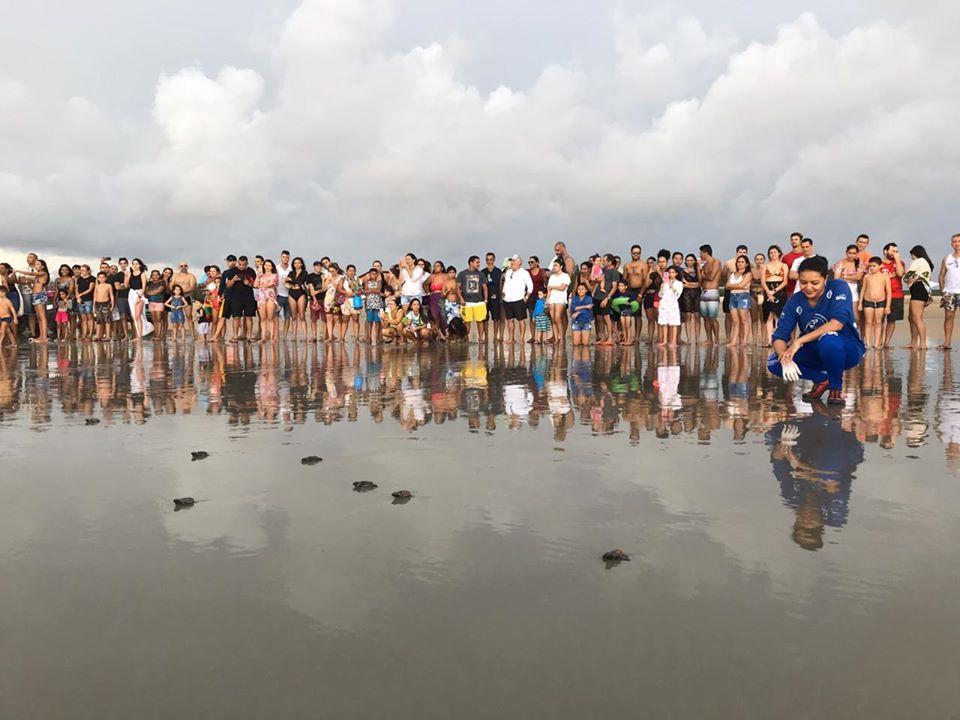 Soltura de filhotes de tartarugas marinhas em praia de Luís Correia