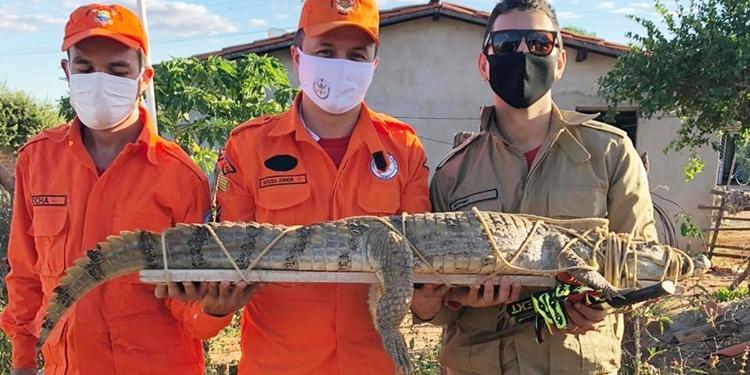 Jacaré imobilizado pela equipe dos Bombeiros