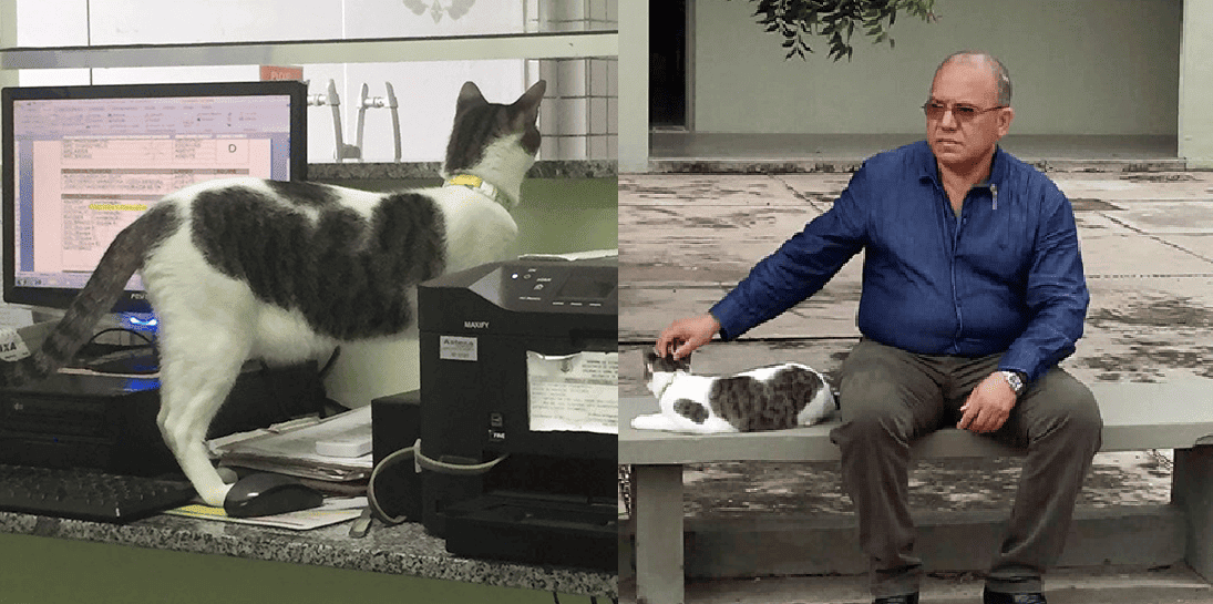 Morre gato 'coordenador adjunto' do DHPP