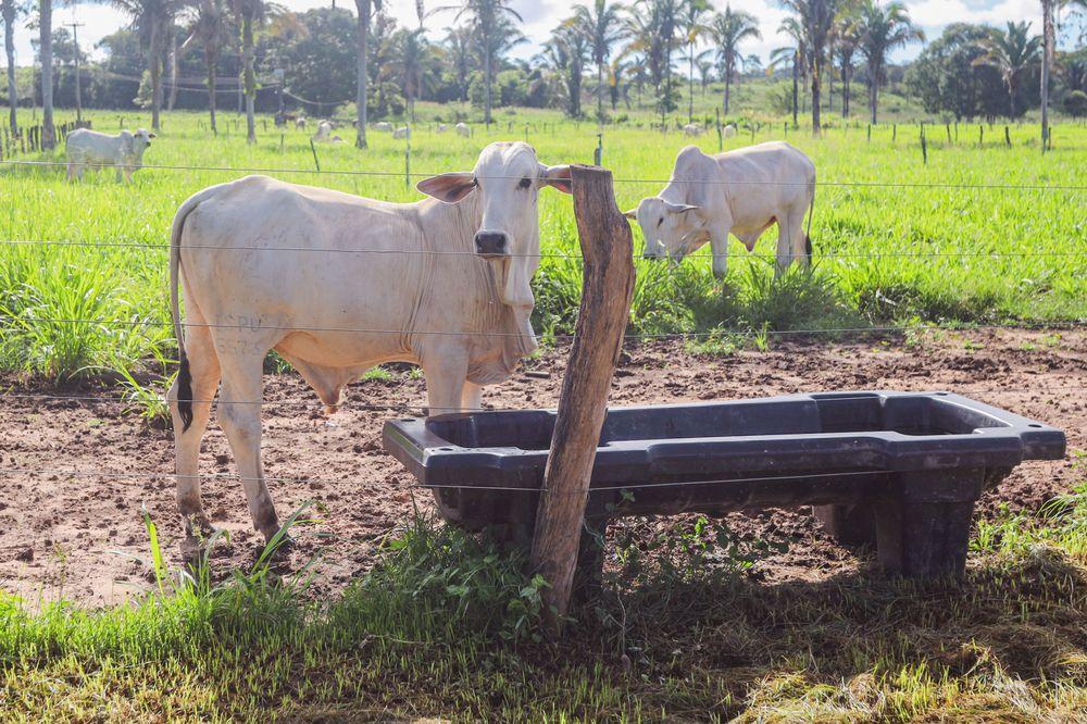 Campanha de Vacinação contra Febre Aftosa
