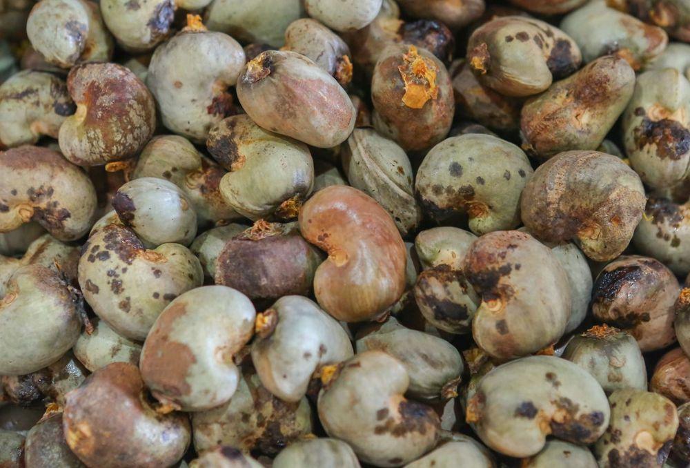 Cocajupi realizou sua maior exportação de castanhas desde 2020