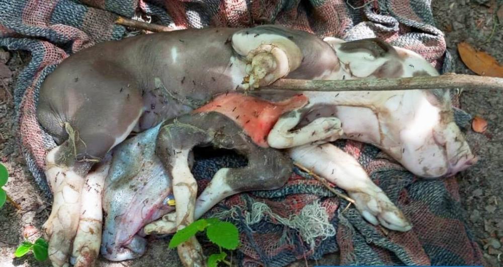 A comunidade não mostrou possuir expectativas de que o animal consiga sobreviver