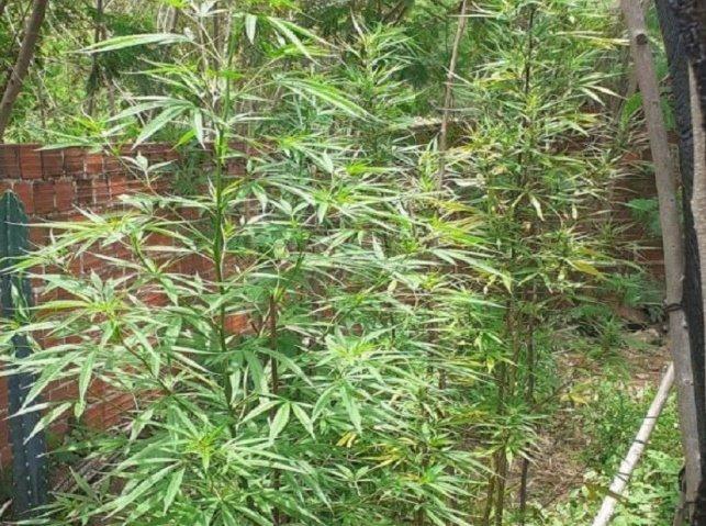 STF retoma julgamento sobre descriminalização da maconha