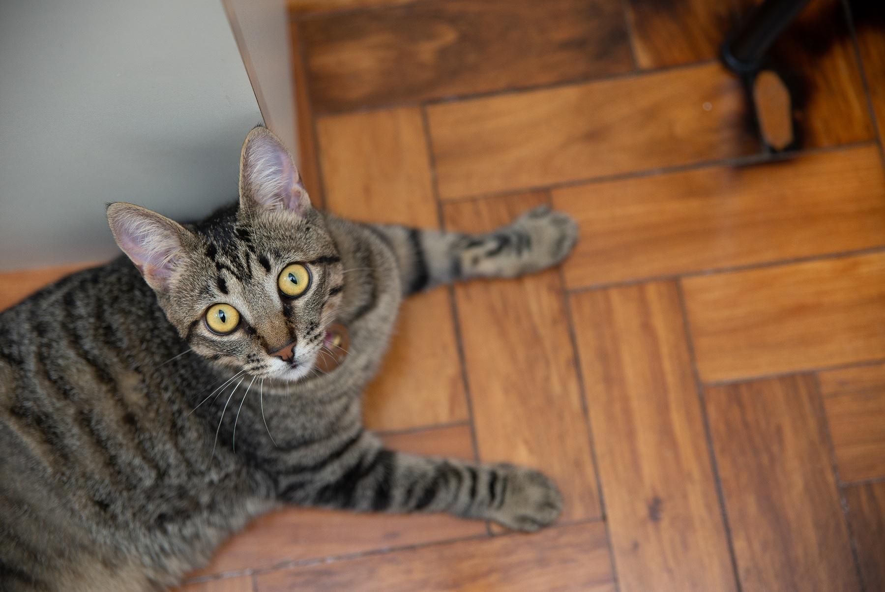Manter os felinos dentro de casa é uma das principais medidas para prevenir a esporotricose