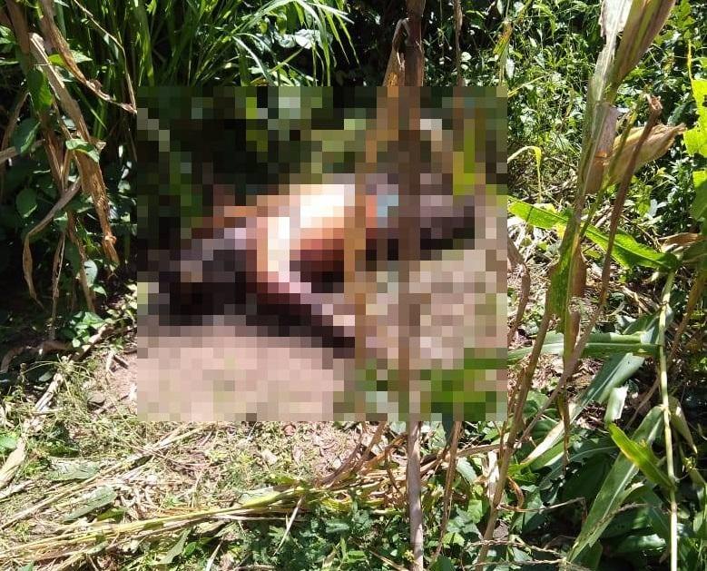 O corpo foi encontrado em um matagal