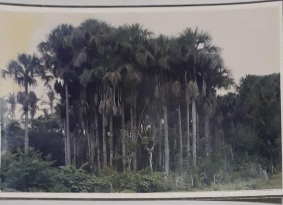 Minha terra é linda