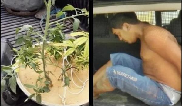 No local, policiais encontraram um vaso com a planta conhecida como Cannabis