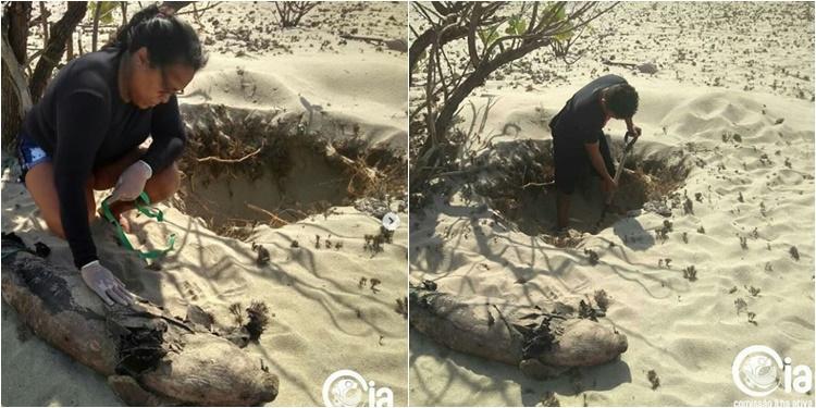 Peixe-boi passou por exame biométrico após ser encontrado