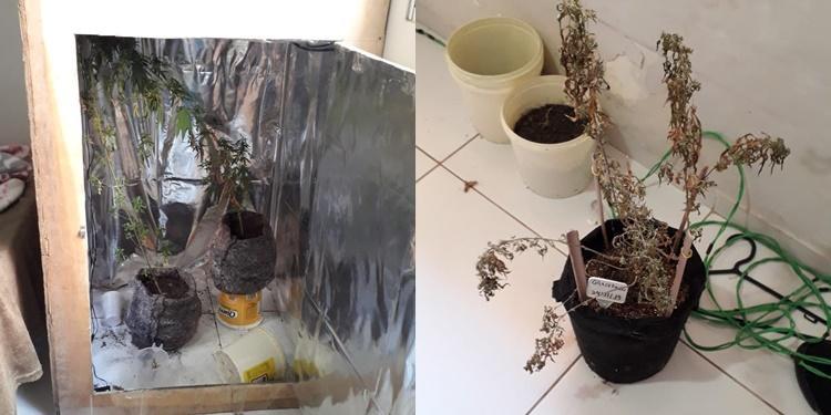 Estufa com plantação de maconha em residência da zona Leste