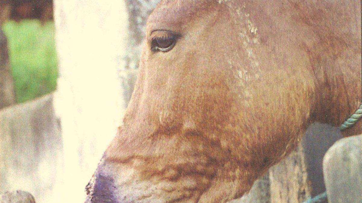 Cavalo com mormo