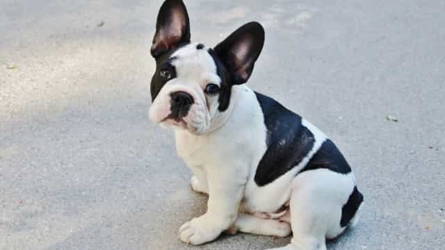 O primeiro cão identificado com o vírus foi um macho, adulto, da raça buldogue francês