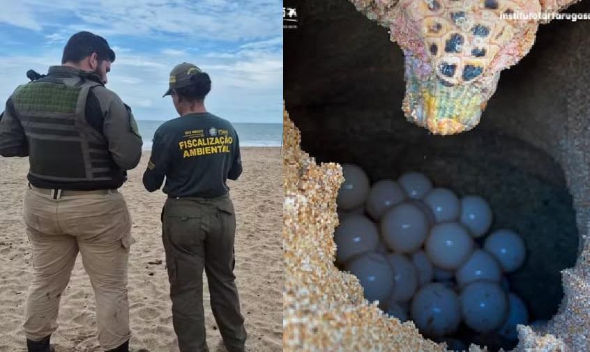 Ninhos de tartarugas são violados no litoral do Piauí