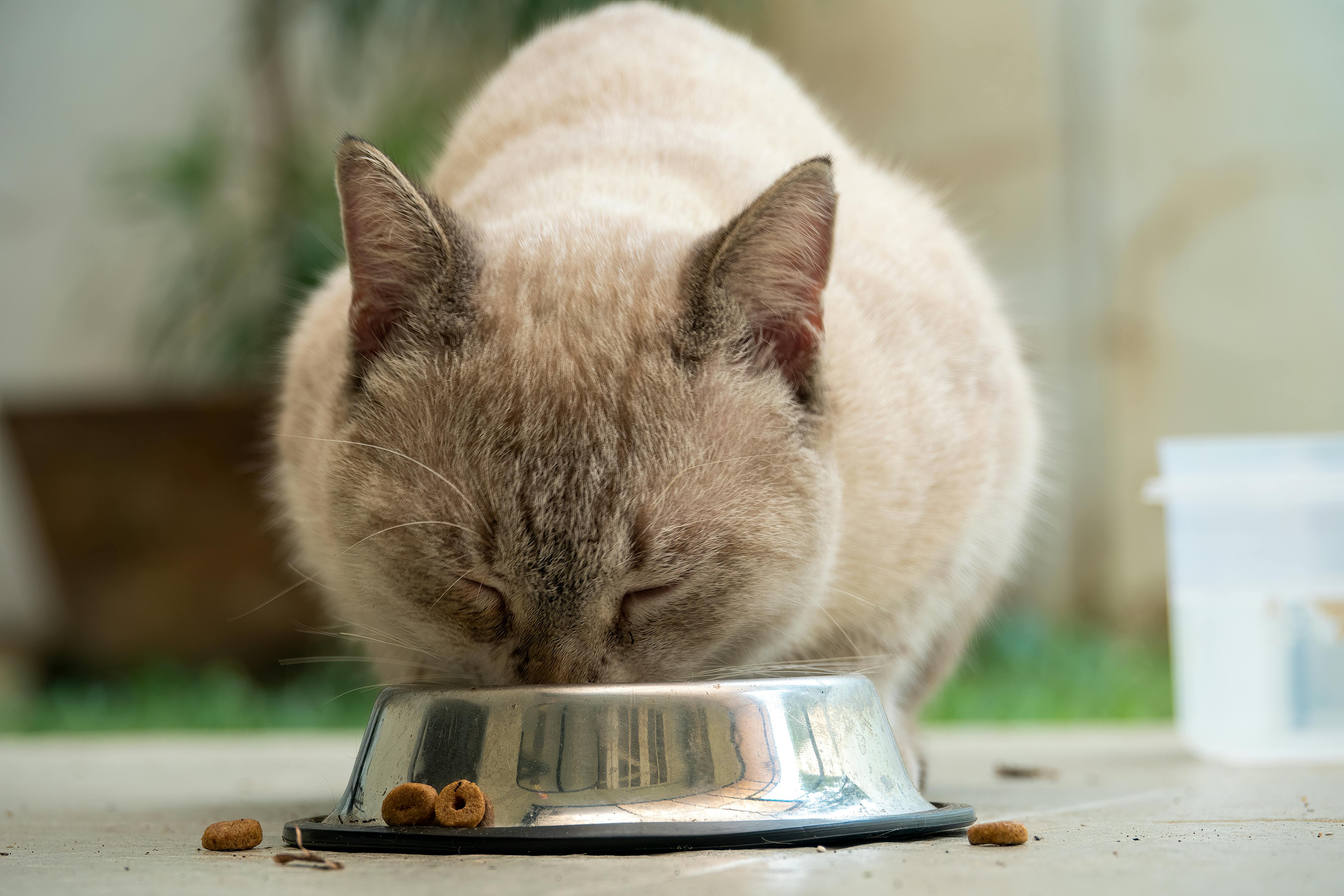 Nutrição sob medida orienta o futuro de cães e gatos