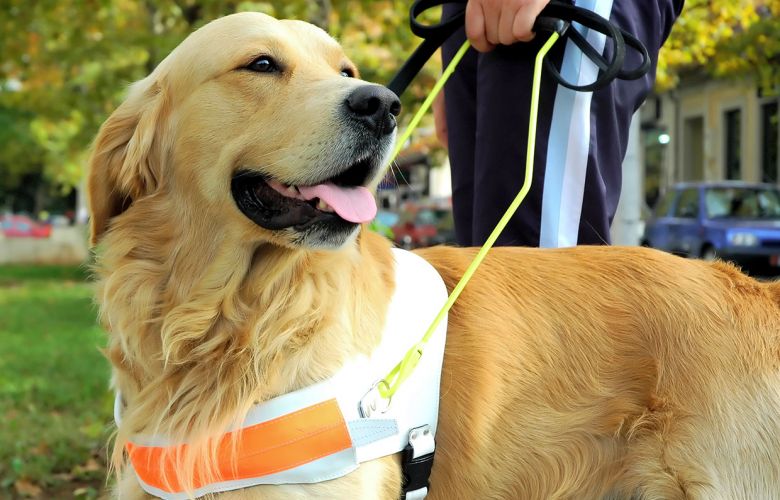 O papel silencioso dos animais que apoiam a saúde humana