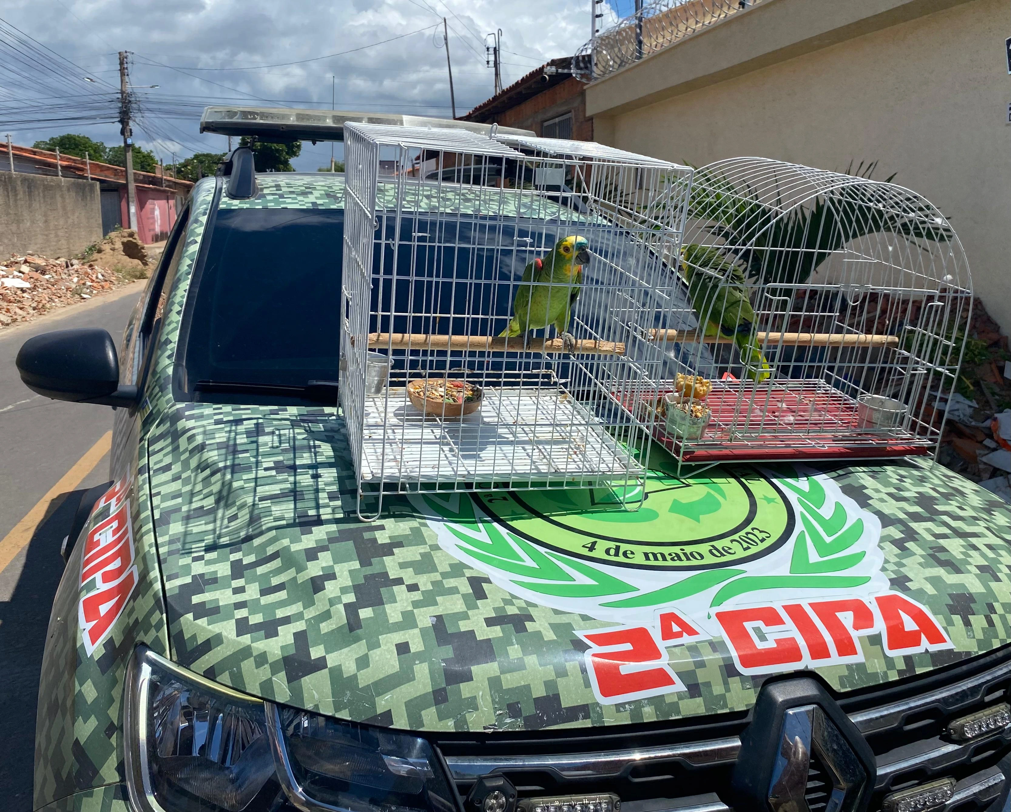 Papagaios são resgatados em Parnaíba
