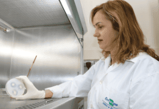 Bactérias fazem com que raízes absorvam maior quantidade de fósforo