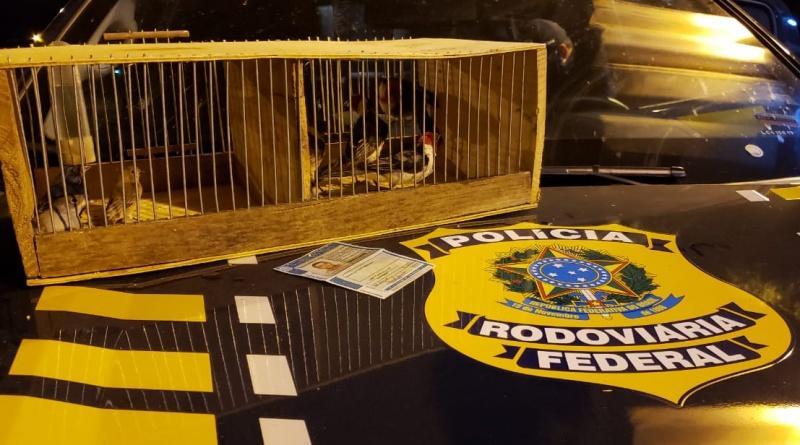 Pássaros apreendidos na BR-316 em Picos