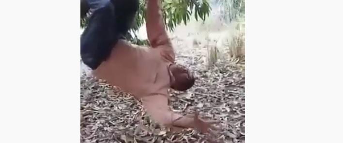 De ponta cabeça em uma árvore, pastor parece imitar um morcego