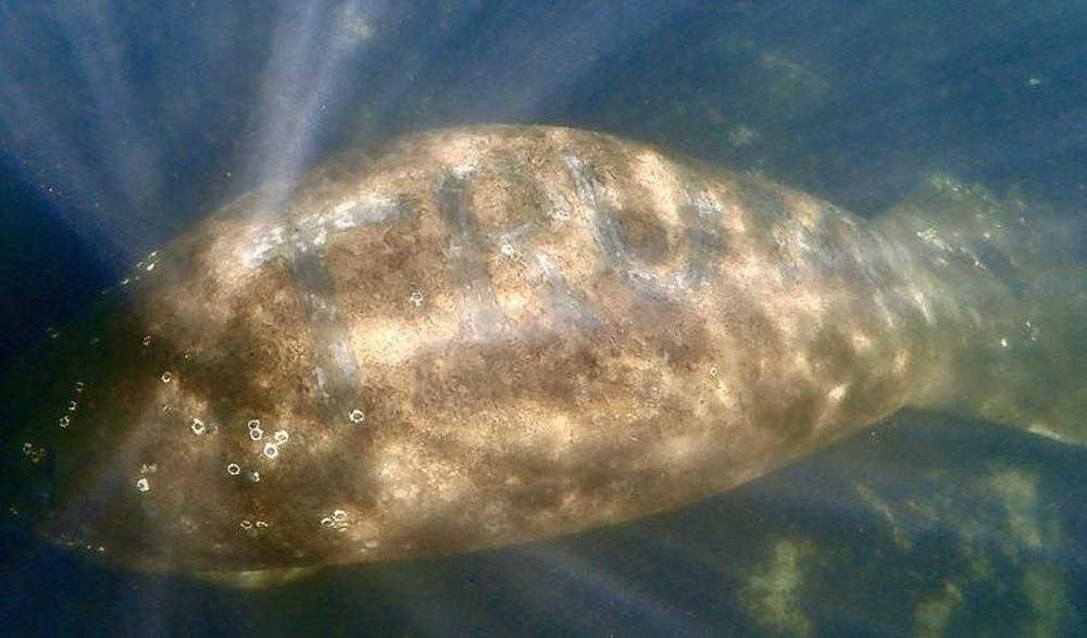 Peixe com  o nome "Trump"