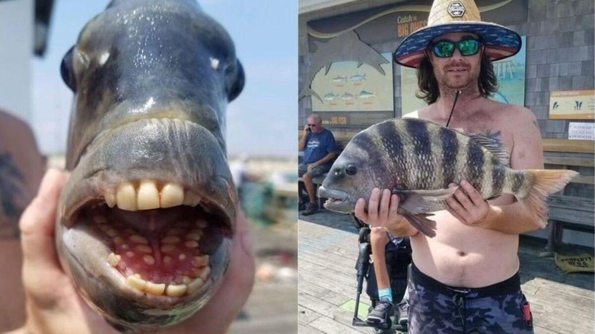 Espécie rara de peixe com dentes humanos