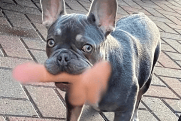 Cachorro esperto