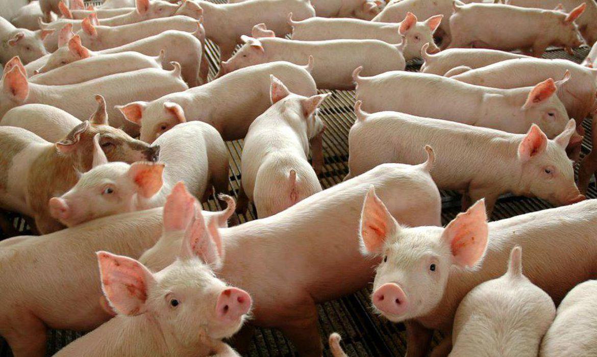 Piauí está entre os sete estados do Nordeste considerados zona não livre para a PSC