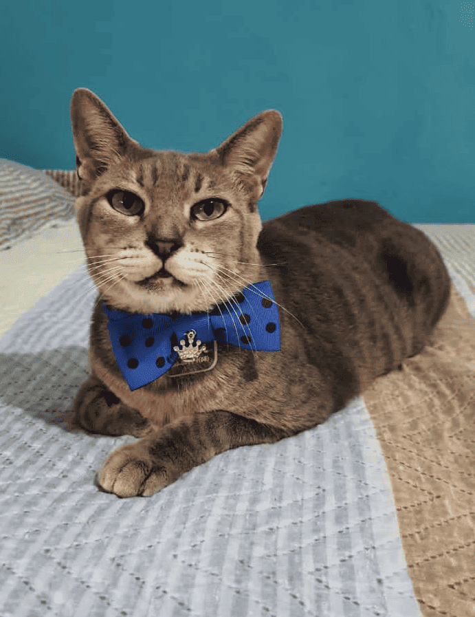 PET