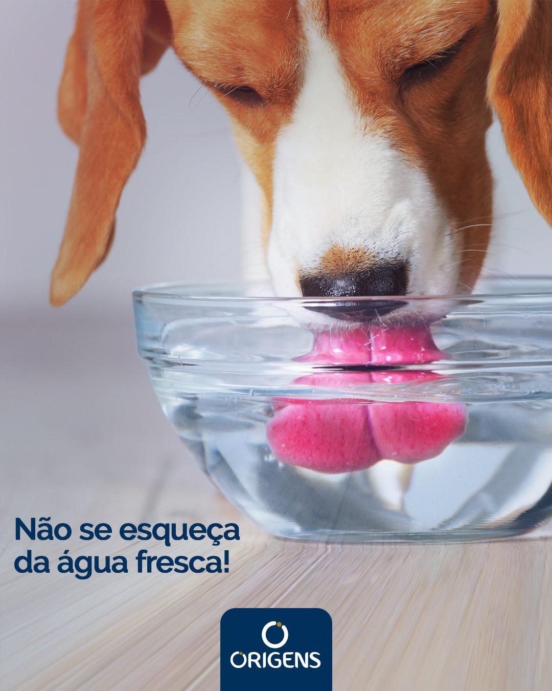 Origens: linha de alimentação saudável para cães e gatos