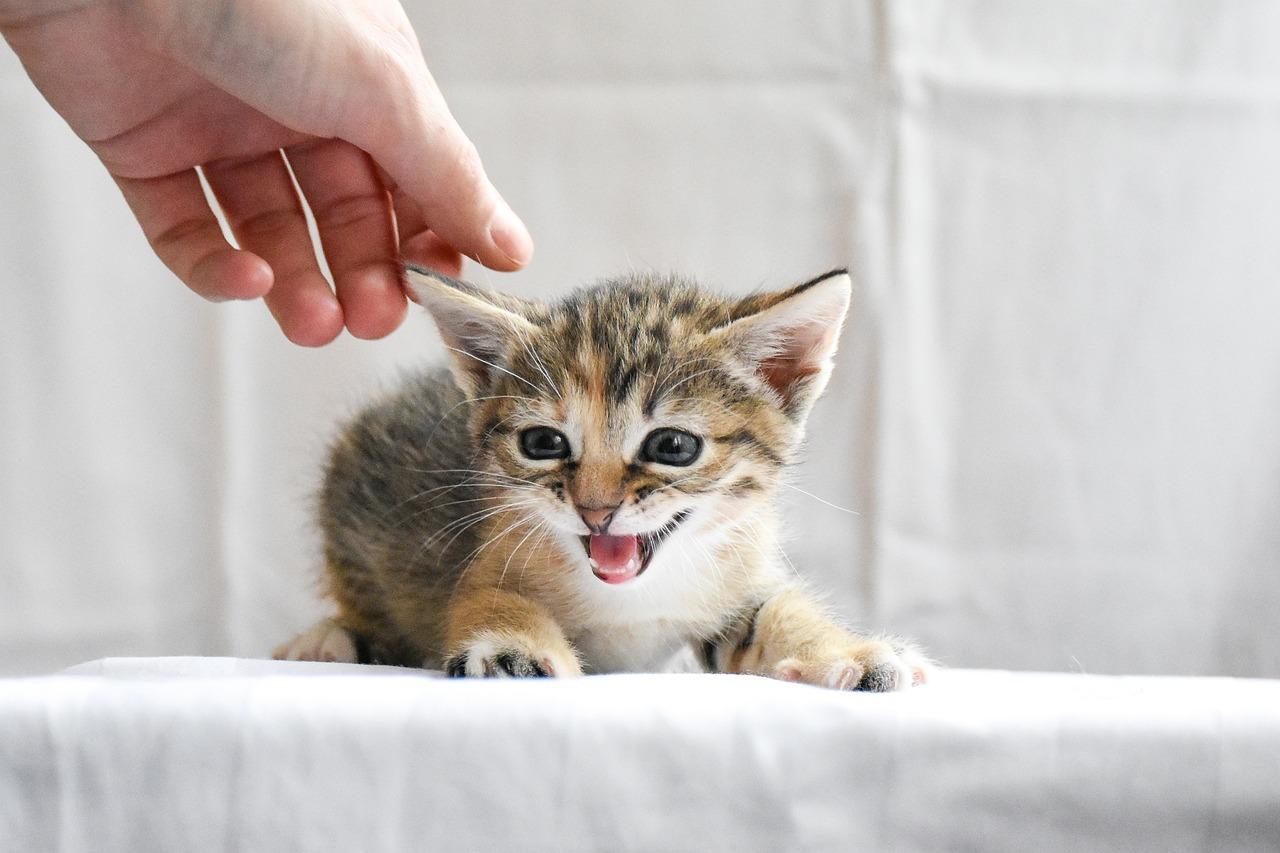 Pets e os benefícios na vida dos idosos