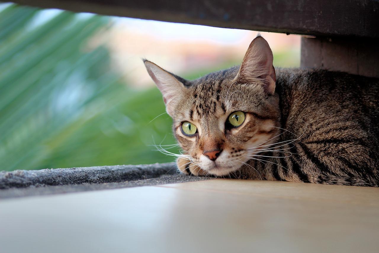 Pets resgatados precisam de tratamentos e adoção responsável