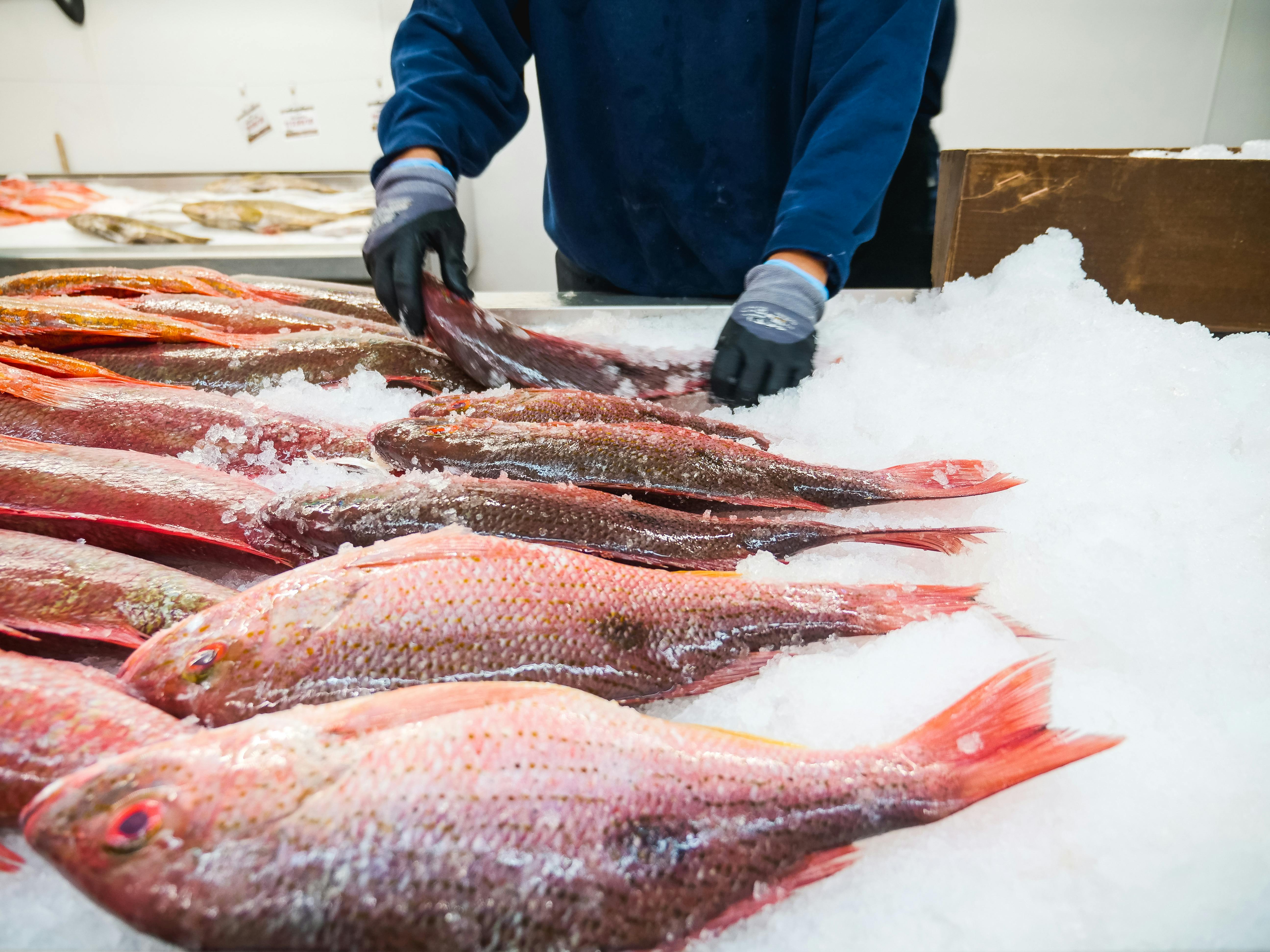 Teresina vai ter indústria de processamento de pescados, com investimento de R$ 1,26 milhão