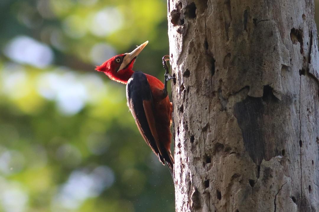 Pica-pau-de-barriga-vermelha