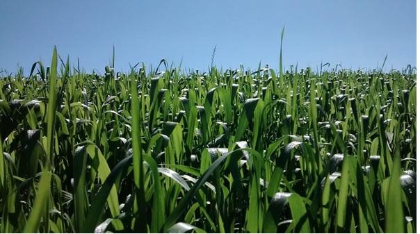 Agricultura