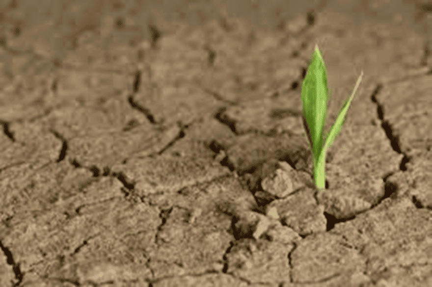 Planta