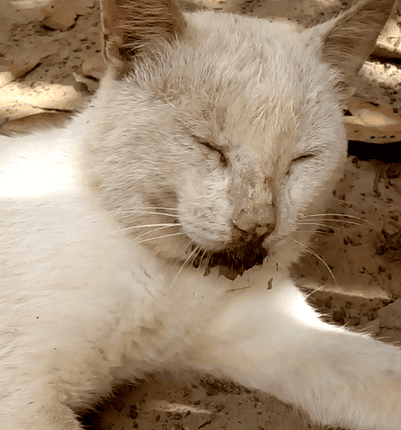 Animal começou a salivar estranhamente e morreu posteriormente