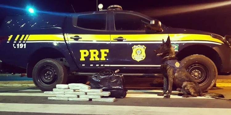 Cão farejador após operação da PRF em Picos