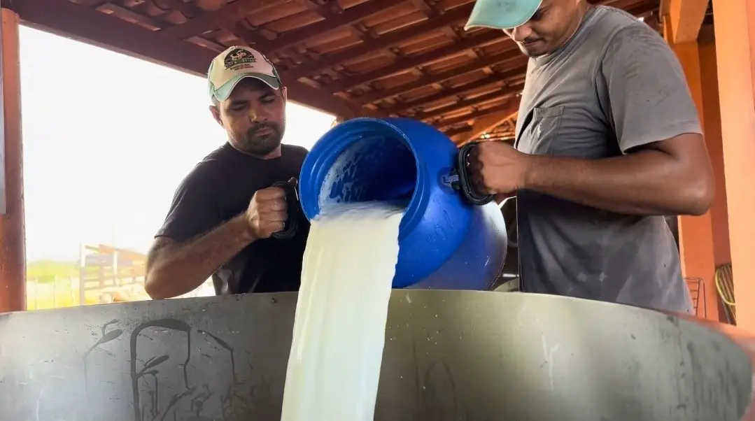 Produção de leite no Piauí