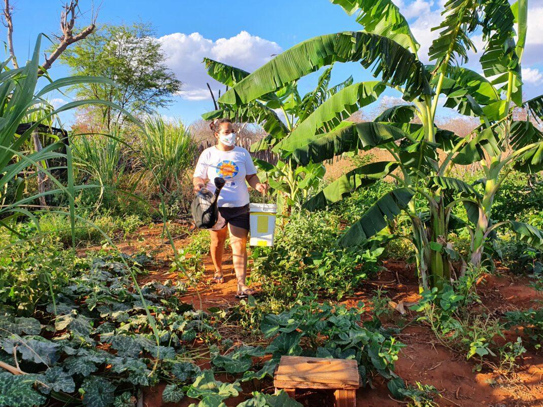 SAF inicia implantação de Quintais Agroecológicos em municípios do estado