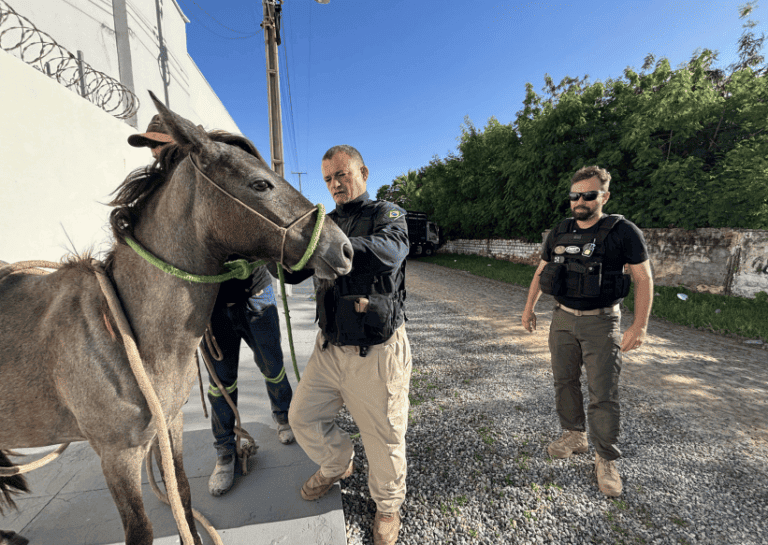 Animais soltos em rodovias do Piauí
