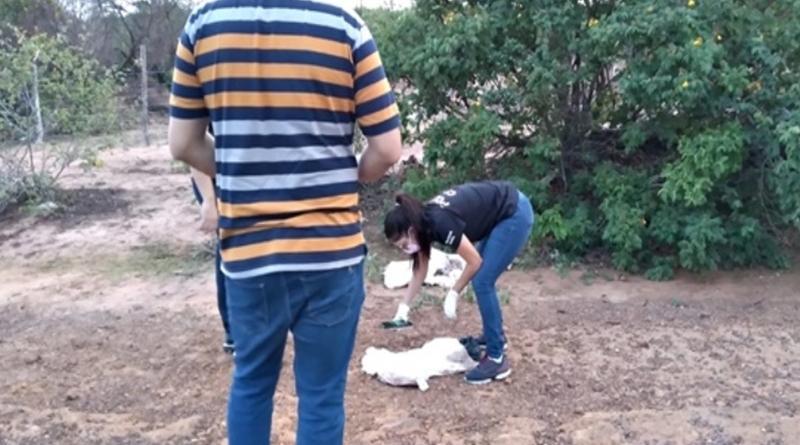 Recém-nascido é encontrado em lixão na cidade de João Costa