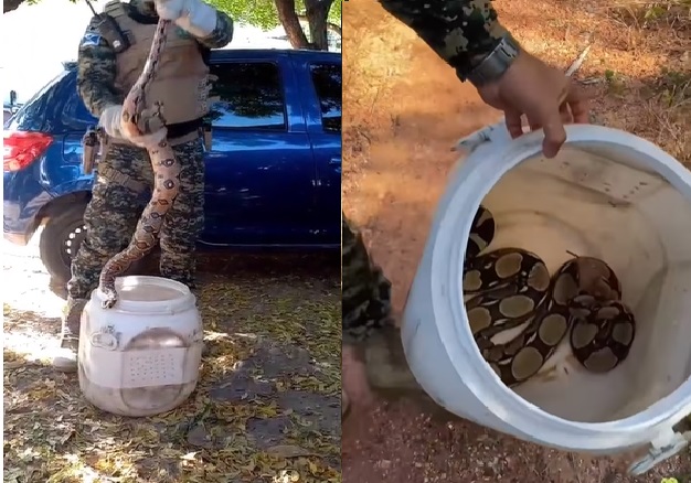 Cobra é resgatada de veículo no Hospital Areolino de Abreu