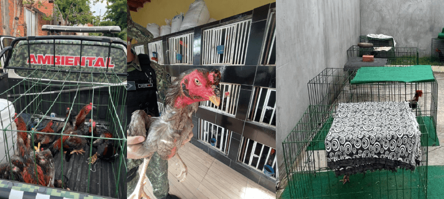 Polícia encerra rinha de galo no bairro Santa Lia