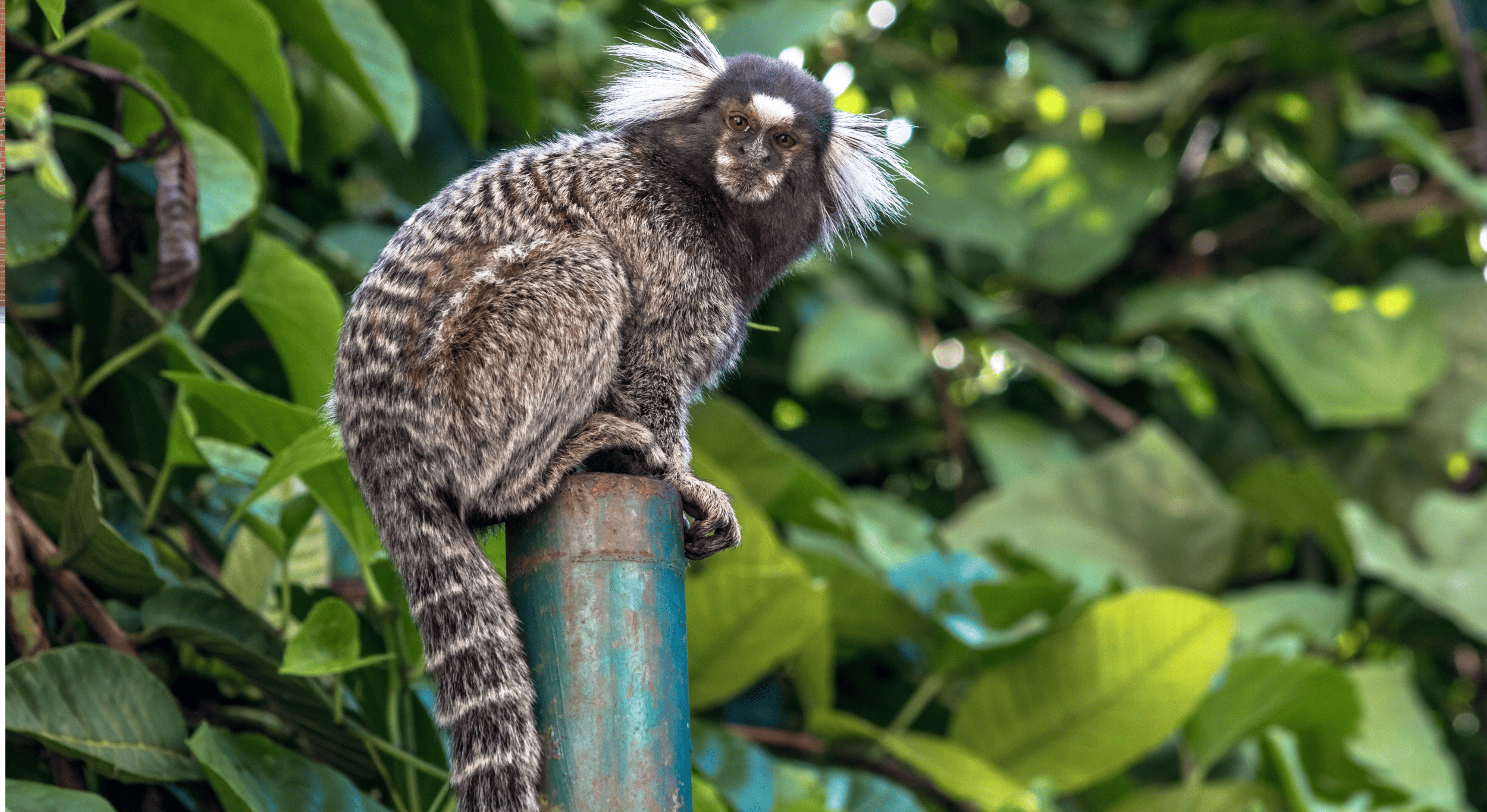 Sagui ou soinho