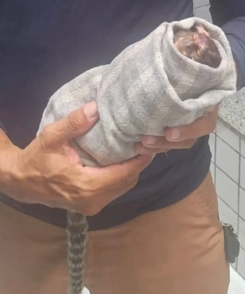 Sagui foi baleado com arma de pressão morreu 24 horas depois de ser resgatado