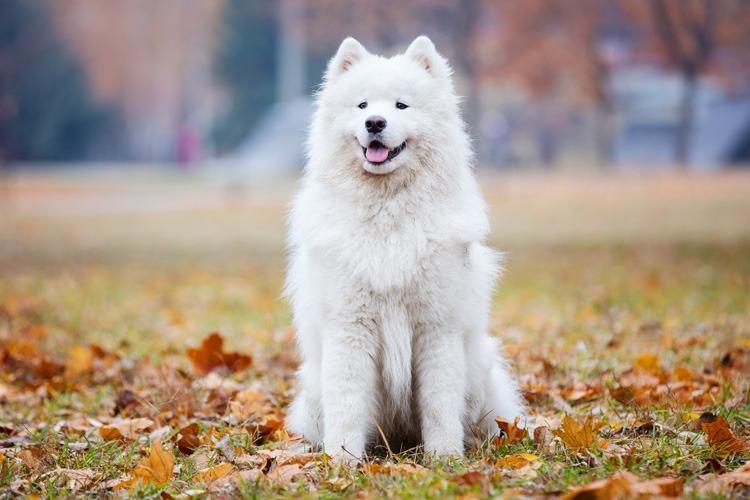Samoieda, o cão sorridente