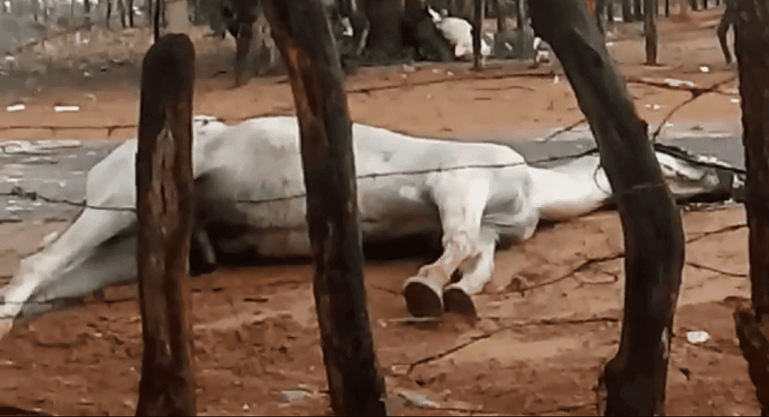 Ventos fortes causaram a morte de animais por choque elétrico em Floriano