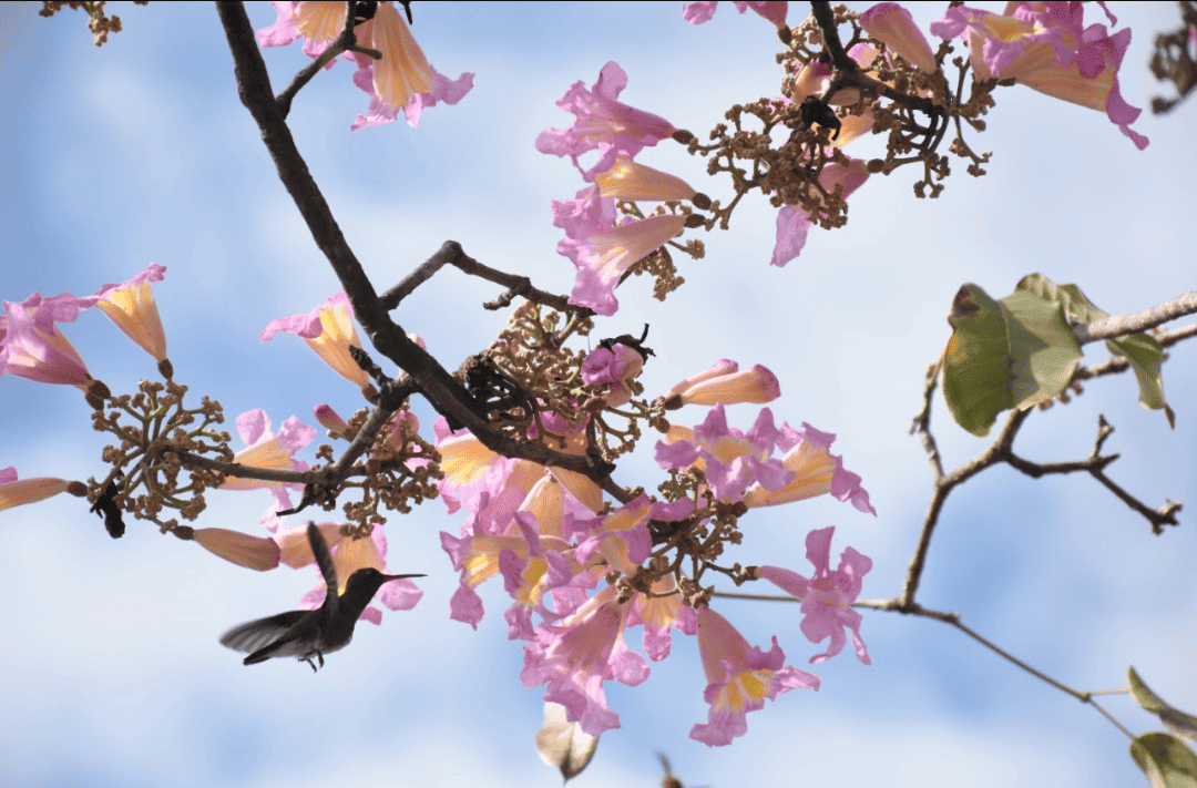Bom dia. Para alegria de todos e do beija flor, começam a surgir as primeiras floras de ipê em Teresina