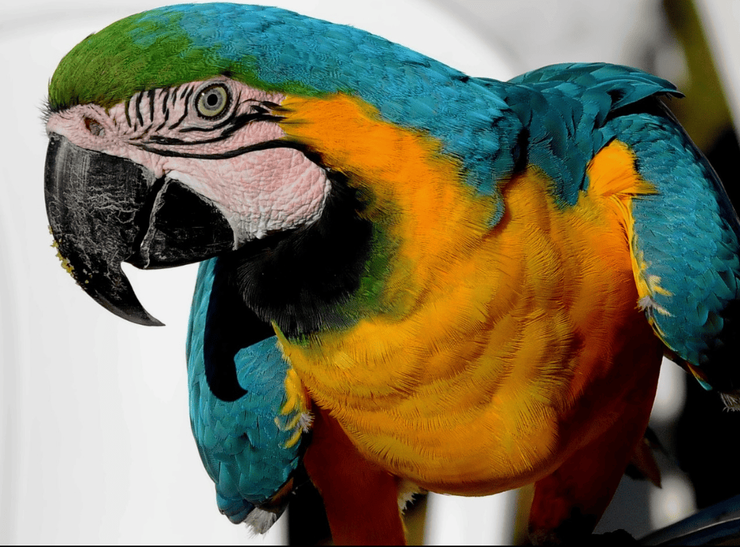 Arara Canindé